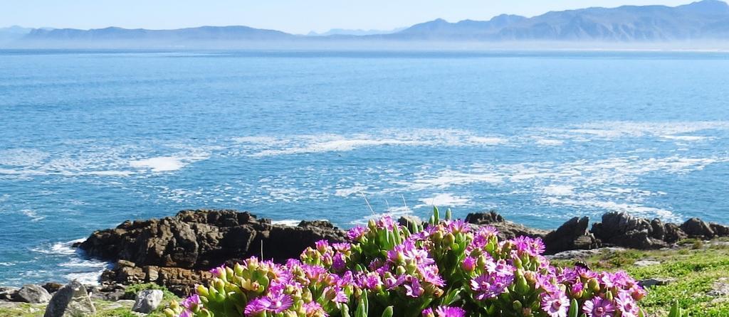 Kleinzee Oceanfront Guesthouse Gansbaai Exterior photo